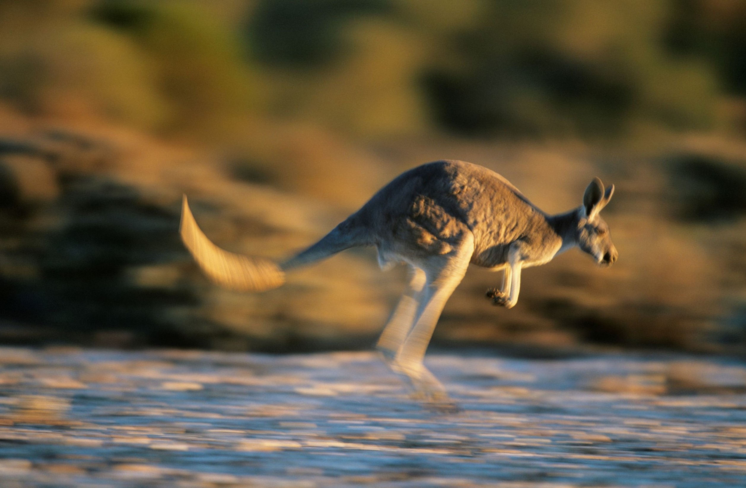 Immagine di un viaggio in Australia